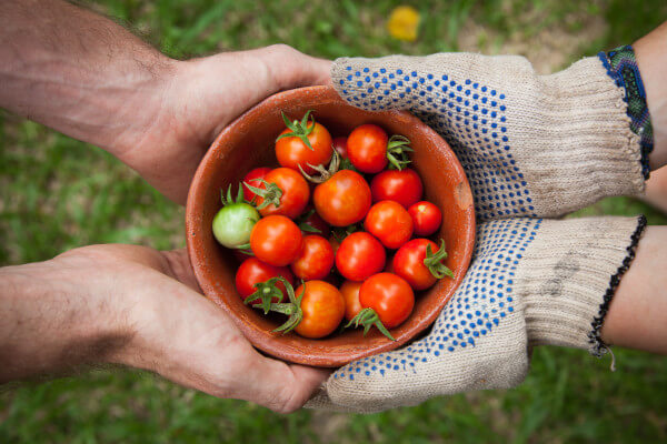 Image Grains de kéfir de fruits pour 1L